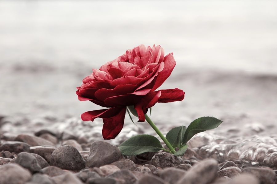 Rose in desert 2 DepositphotosL.jpg